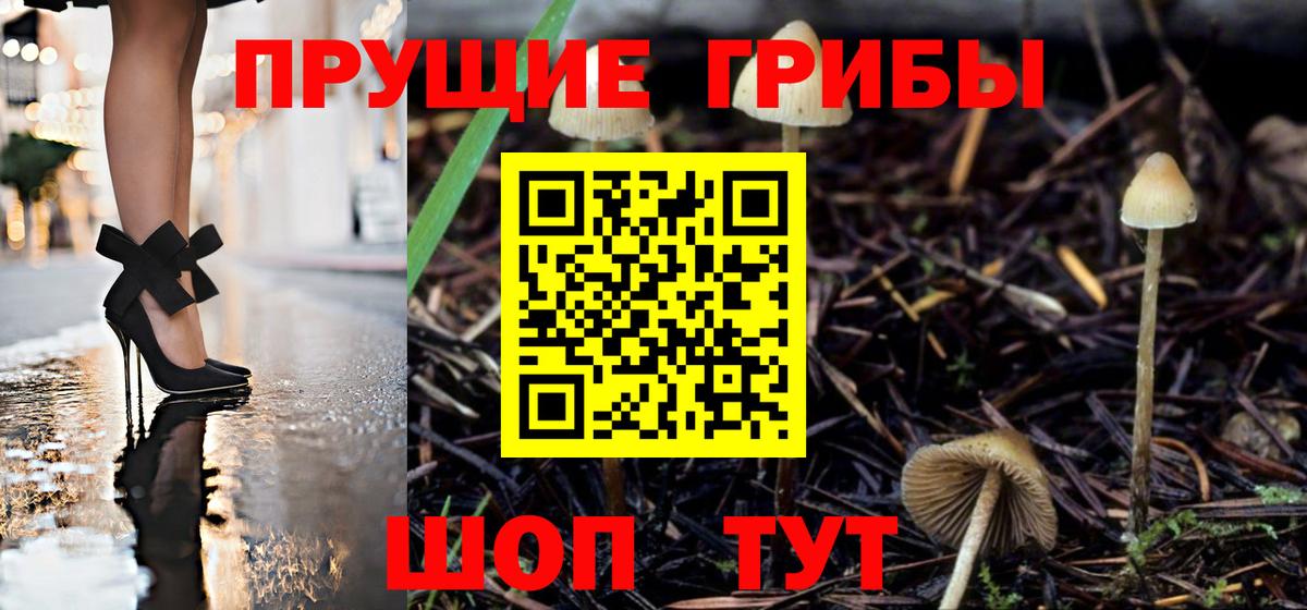 Галлюциногенные грибы Psilocybine cubensis Семёнов